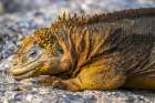 Ecuador-Galapagos National Park-South Plaza Island. Land iguana squirting salt through nostrils. Art Print